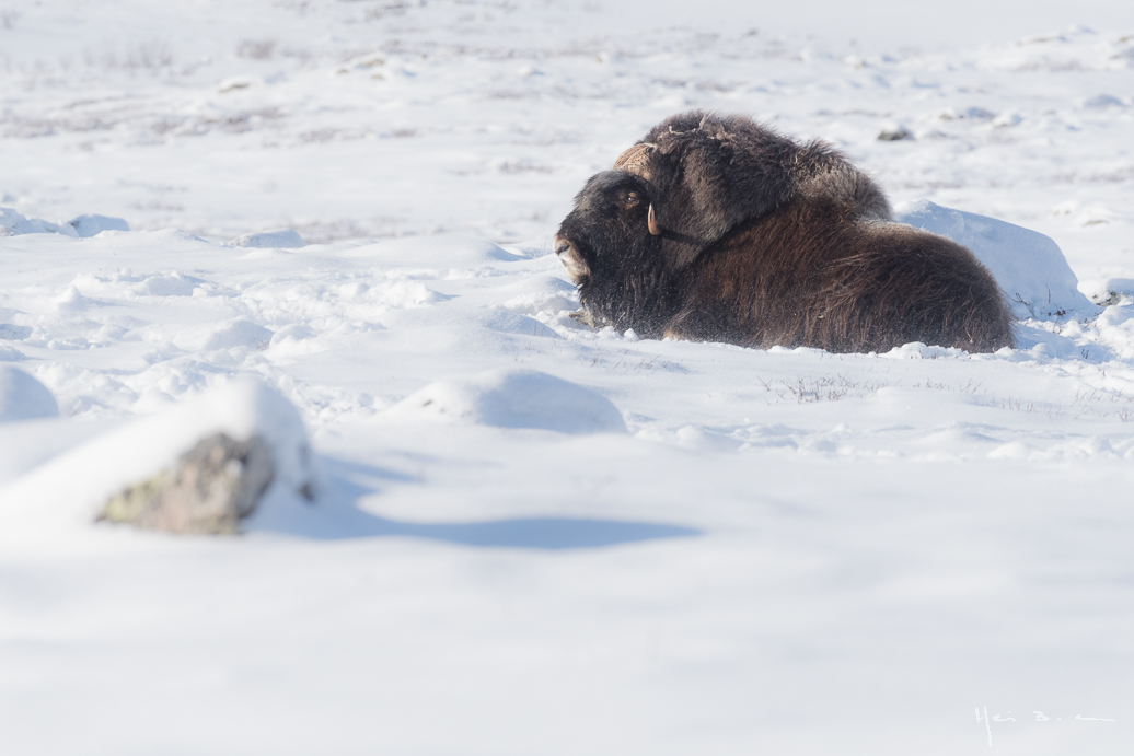 ski-pulka au coeur du Parc national de Dovrefjell-Sundasfjella