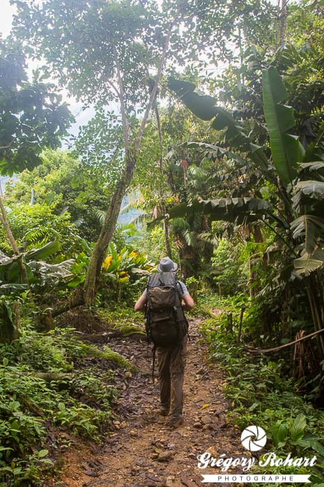 La journée de marche alterne des passages dégagés et en forêt tropicale