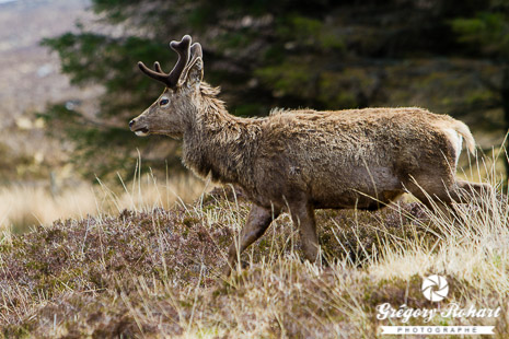 Les cerfs sont nombreux dans les Highlands, plus ou moins farouches