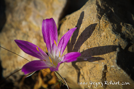 Crocus