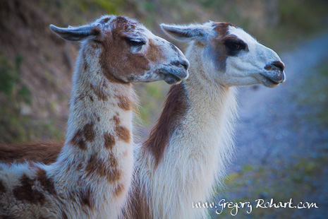 Des lamas sur le sentier