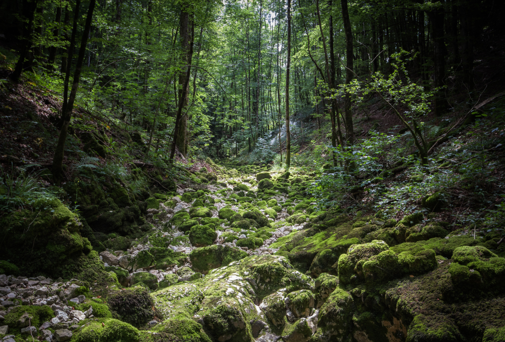 Randonnée dans le Haut Jura