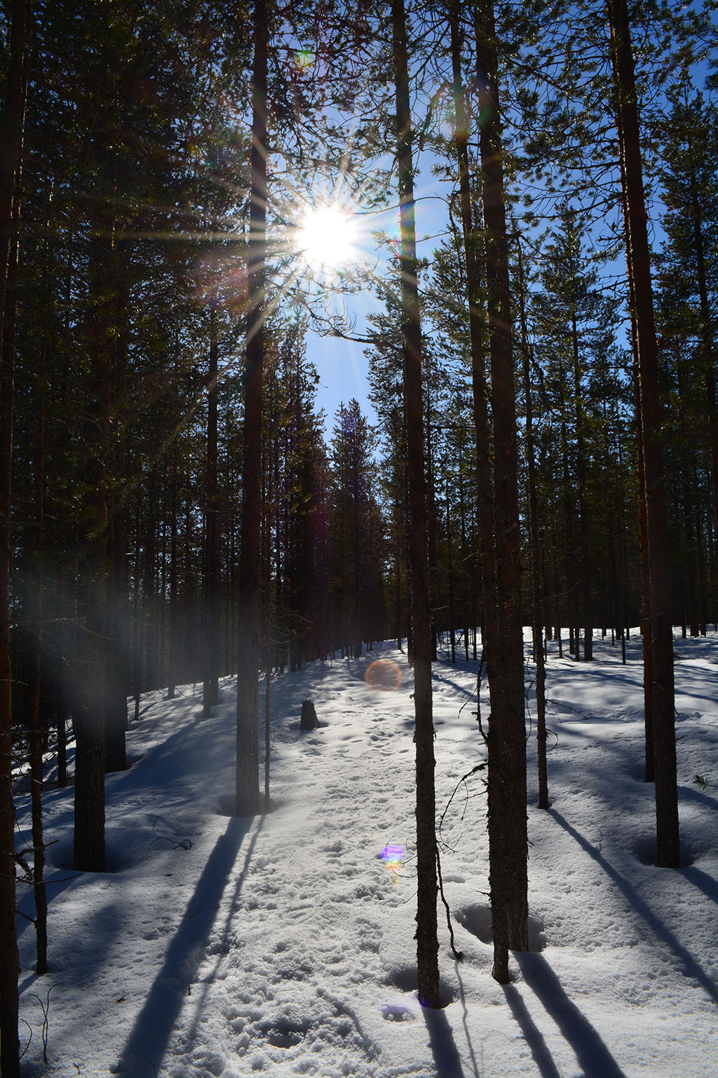 raquettes dans le parc national d’Hossa