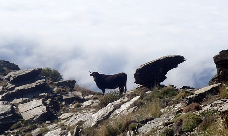 Randonnée dans la Sierra Nevada