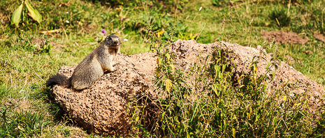 Marmottes au cirque des Boutières