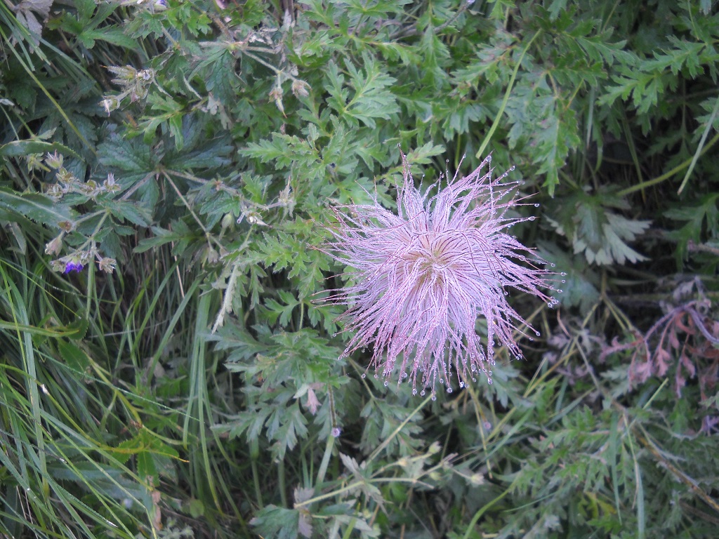 rosée sur fleur