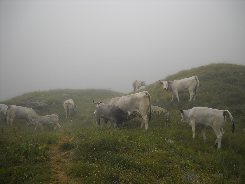 Vaches vers le refuge d'en Beys