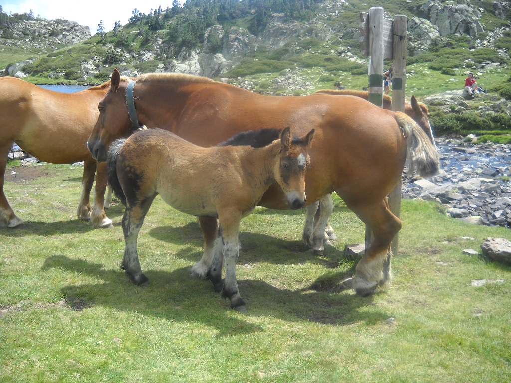 Chevaux à l'estany Trebens