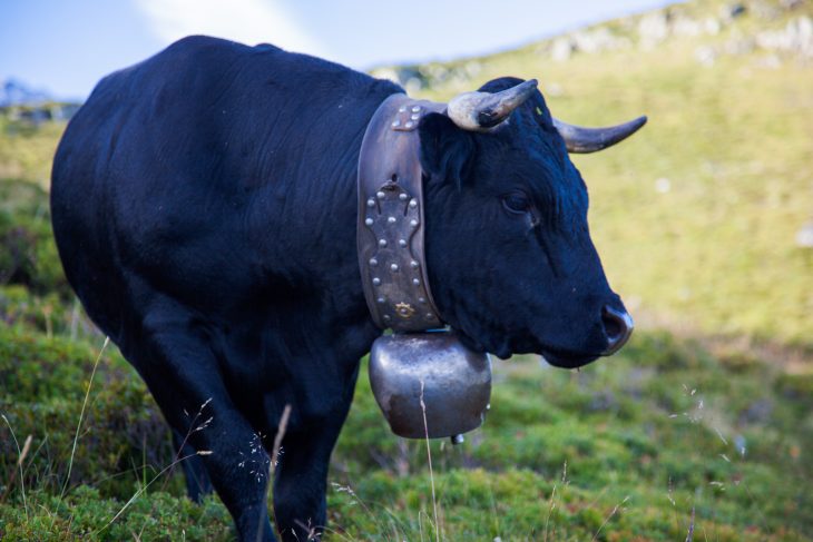 Vache d'Herens, Tour des Dents du Midi