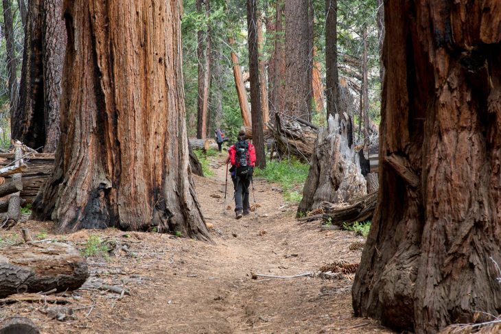 Forêt de séquoias géants, Yosemite