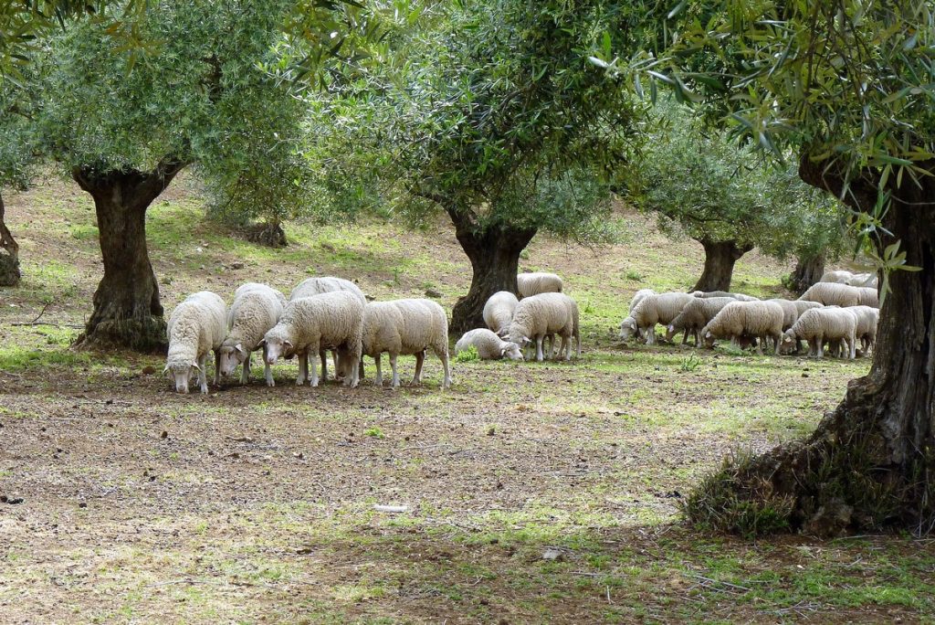 traversée de l&#039;Andalousie