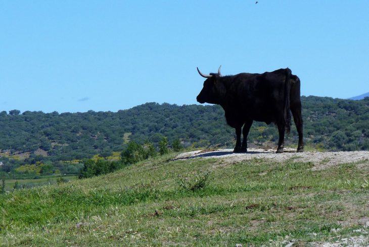 Traversée de l'Estrémadure à pied