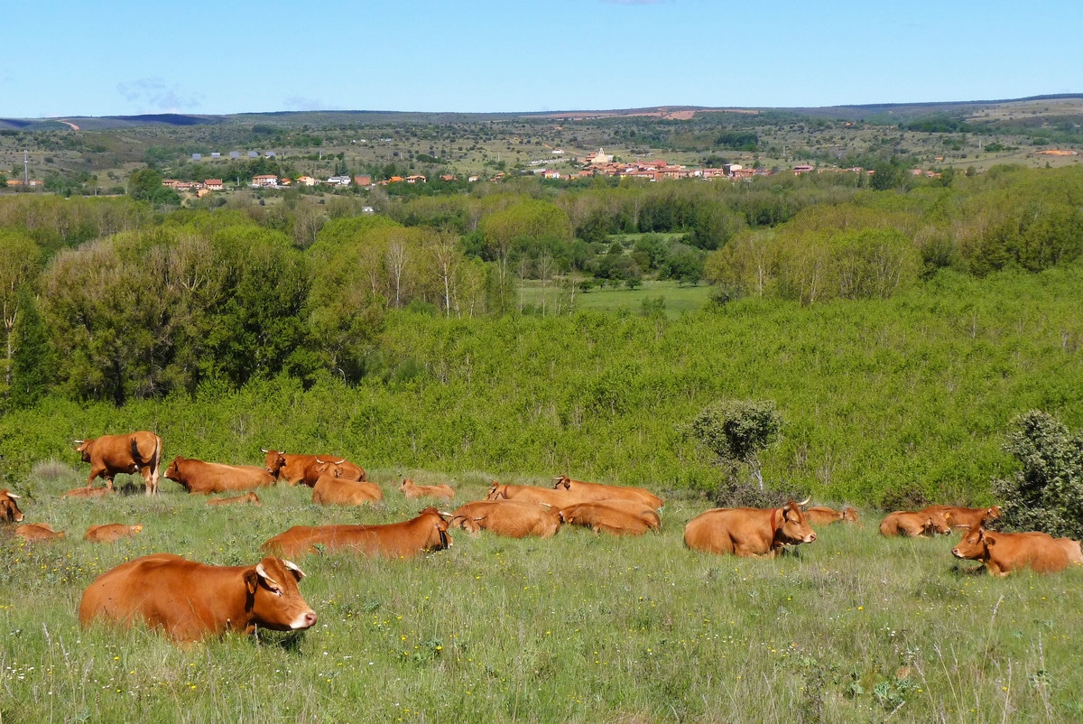 Traversée à pied de Castille-et-León