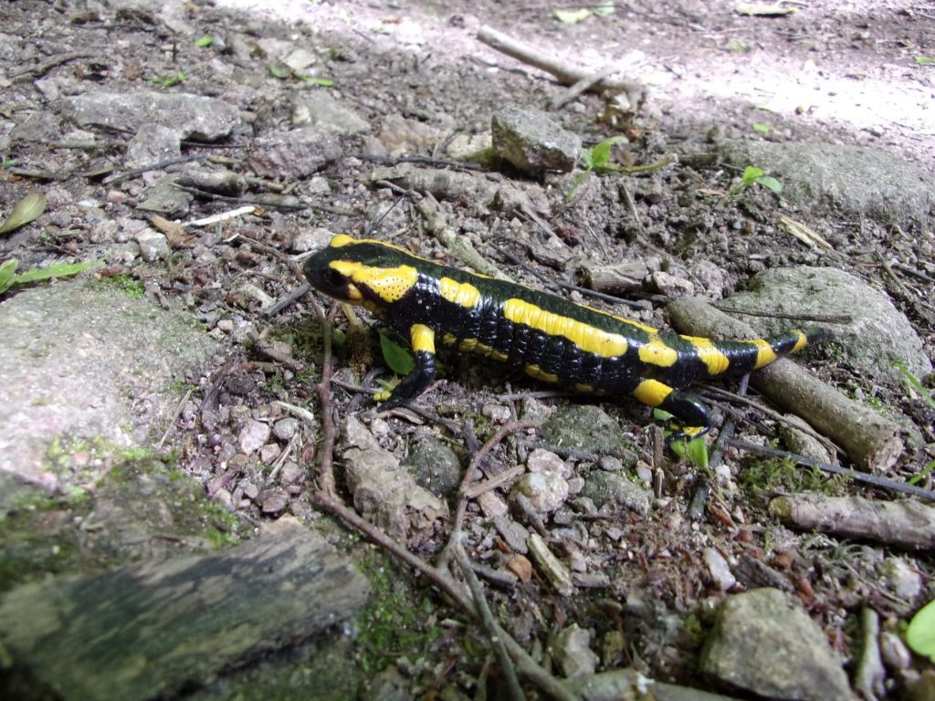 randonnée dans le Morvan