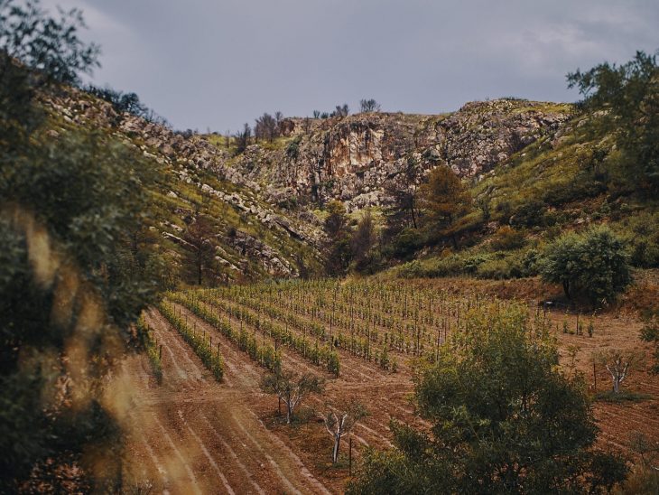 vignes herault