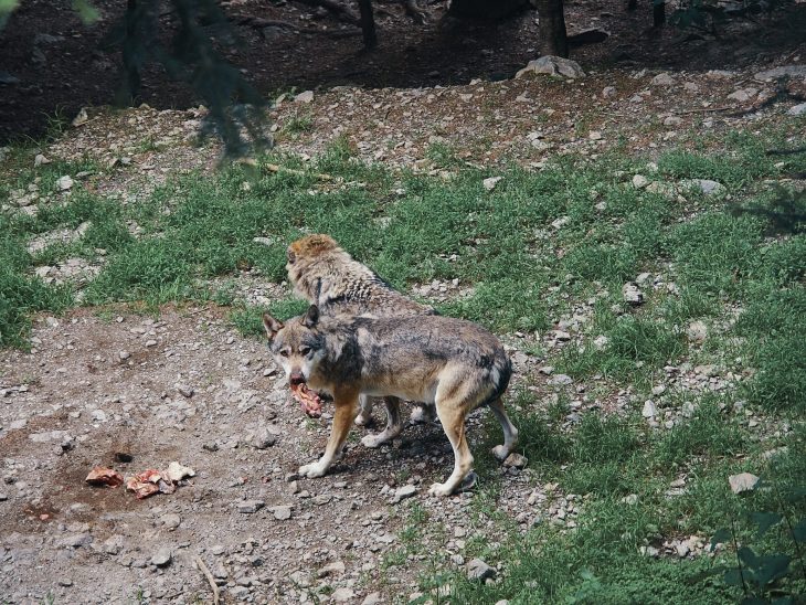 deux pas vers l'autre loup mercantour parc alpha