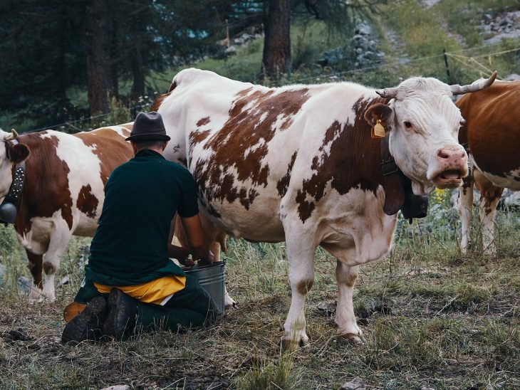 deux pas vers l'autre traite vaches