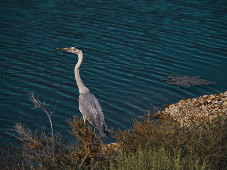 camargue heron