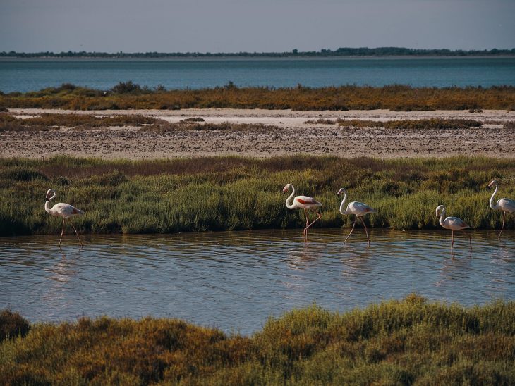 flamants roses camargue france