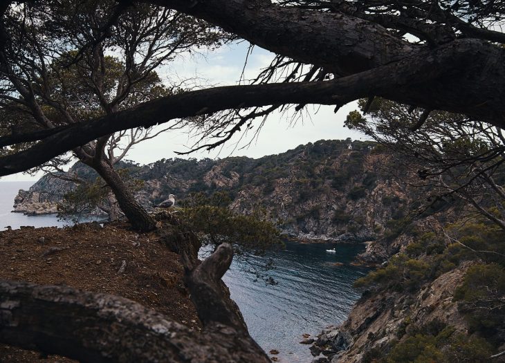 deux pas vers l'autre porquerolles mouette