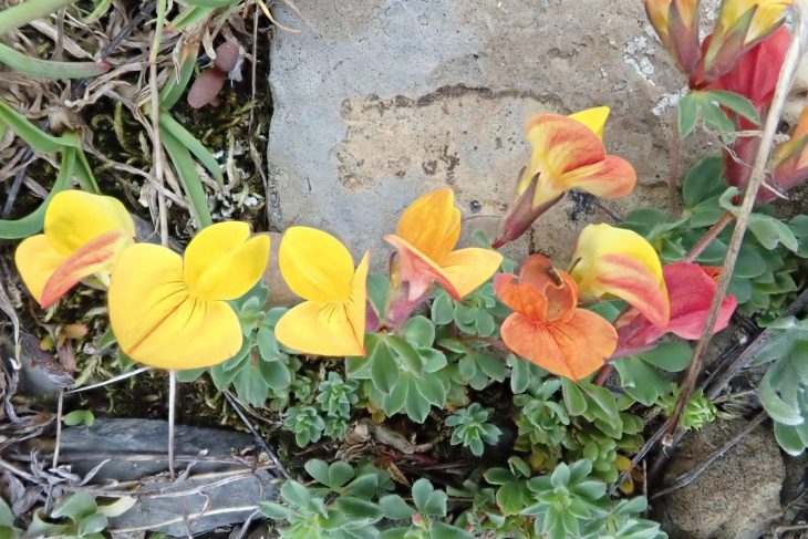 Lotier corniculé (Lotus corniculatus)