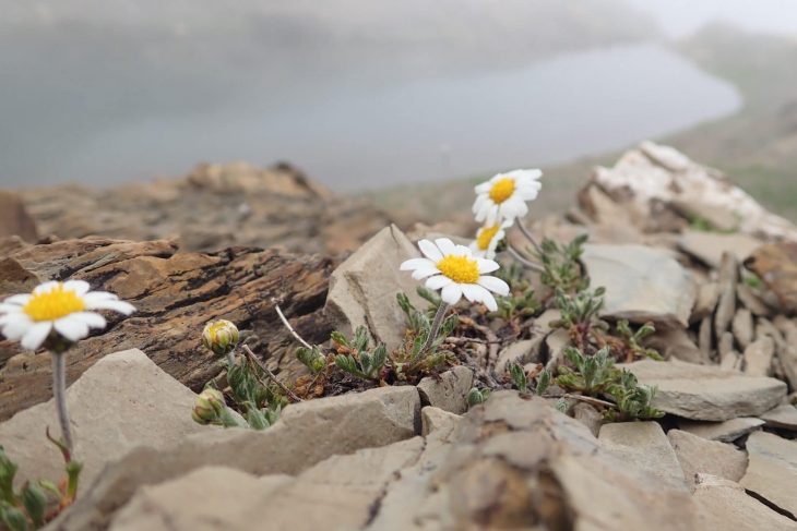 Leucanthème des Alpes (Leucanthemopsis alpina)