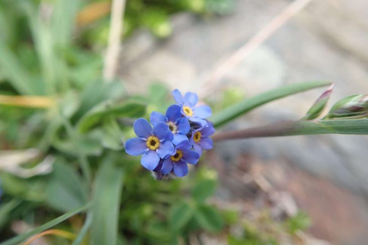 yosotis des Alpes (Myosotis alpestris)