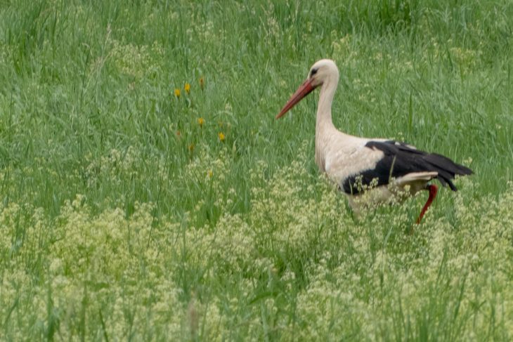 Cigogne blanche