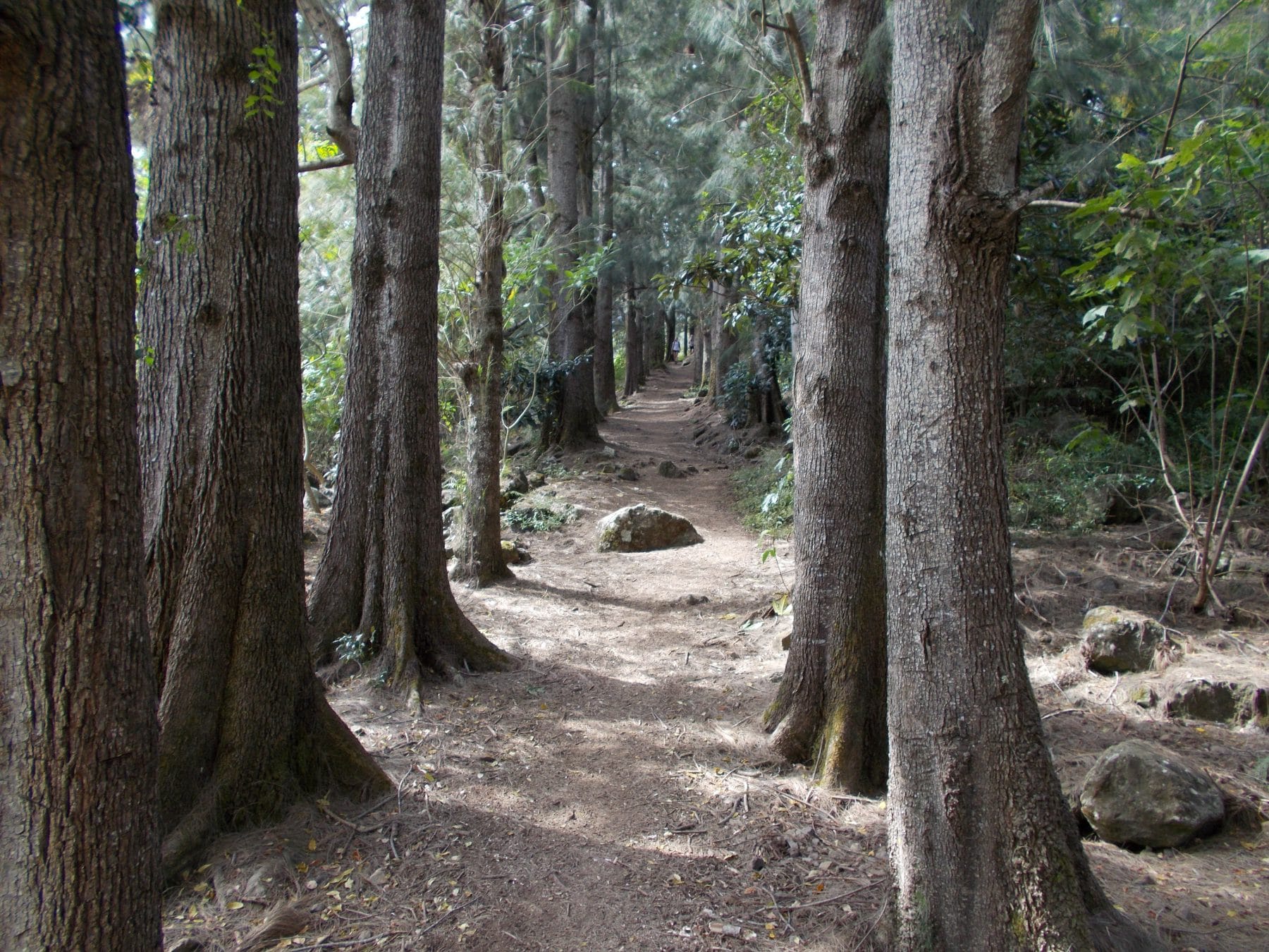 arbres sentier Ilets à Bourse