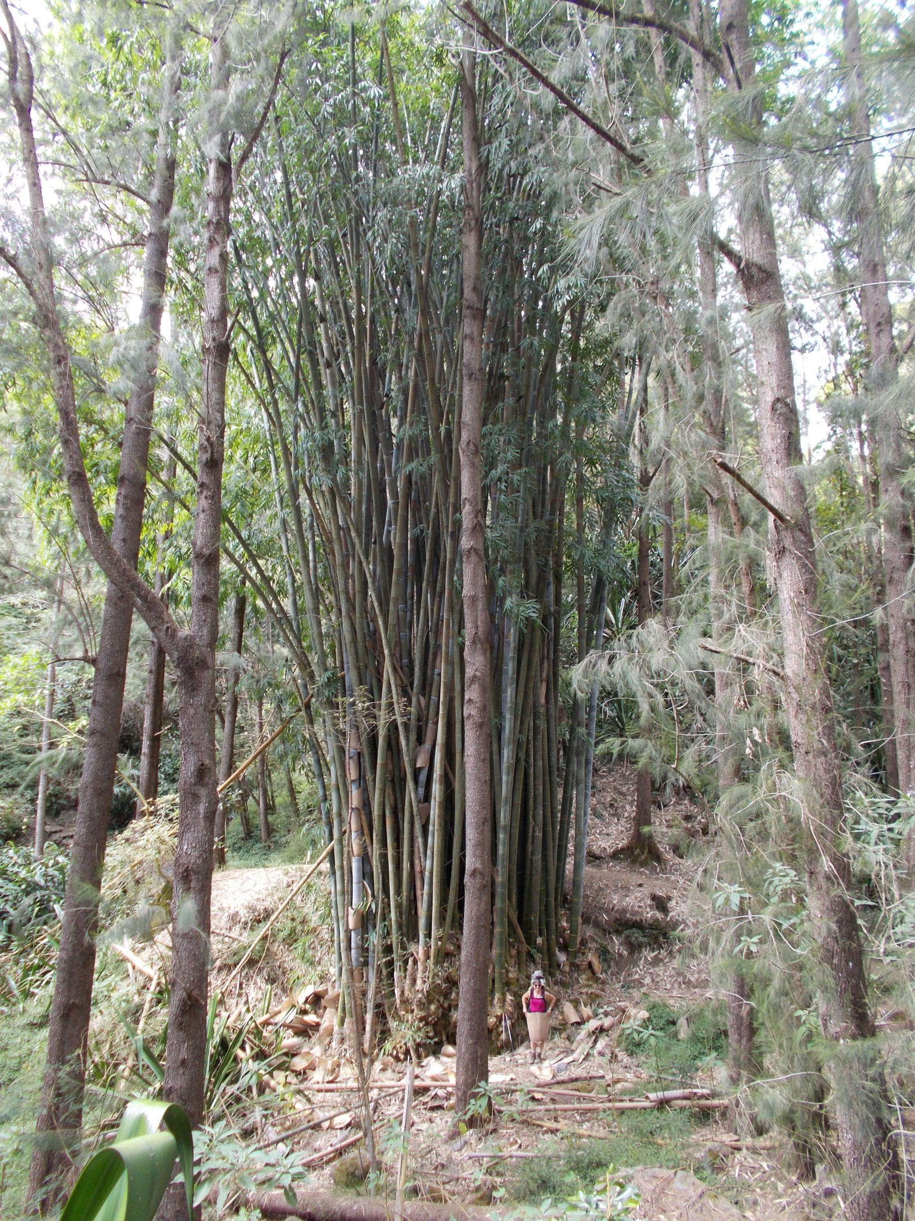 bambous géants