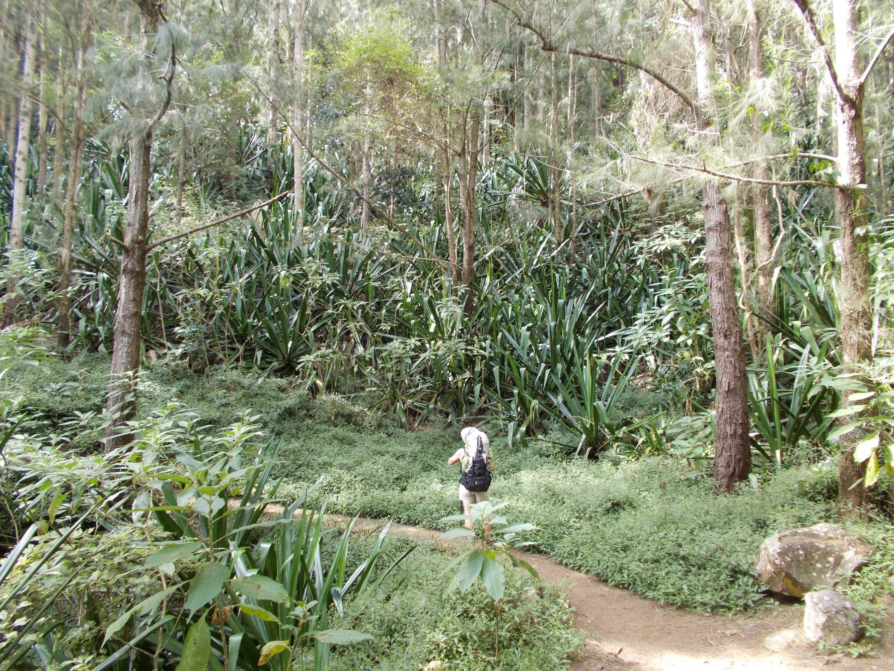 forêt luxuriante