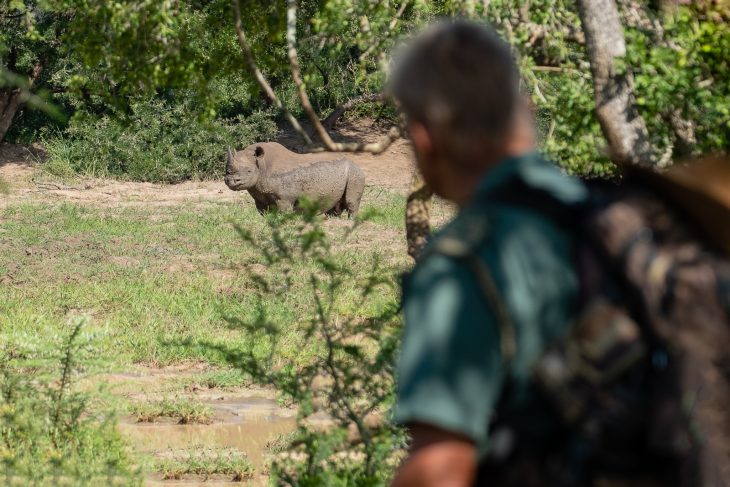 Safari à pied à Imfolozi Hluhluwe