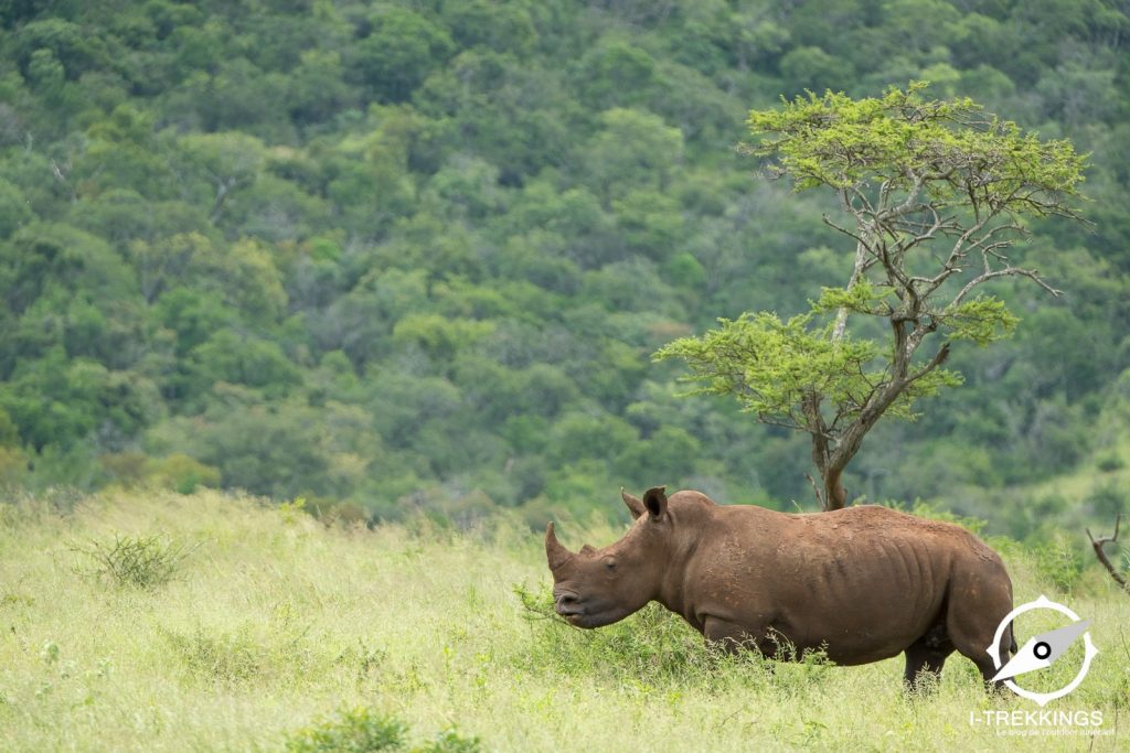 rhinocéros blanc, safari à pied à Imfolozi Hluhluwe