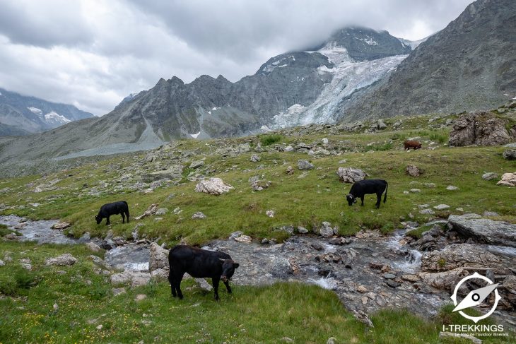 Tour du Val d'Hérens, Vaches d'Hérens