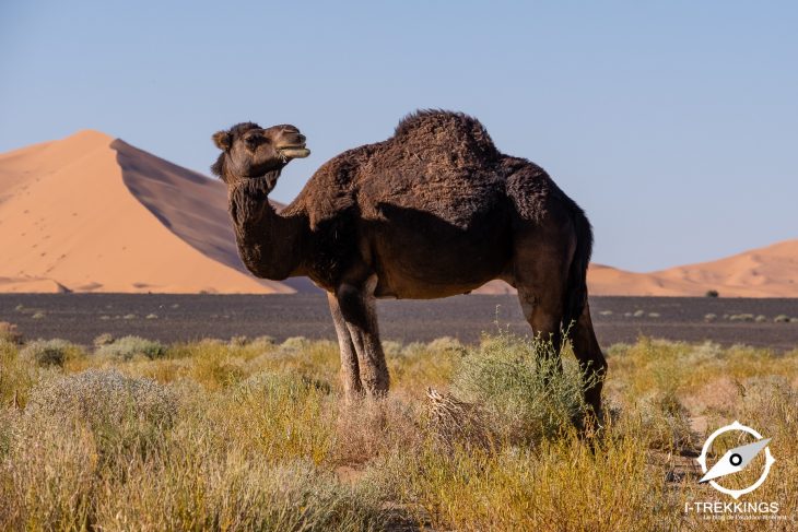 Dromadaire, sahara marocain