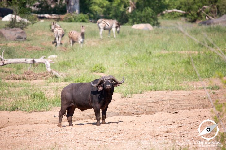 Olifants Trail