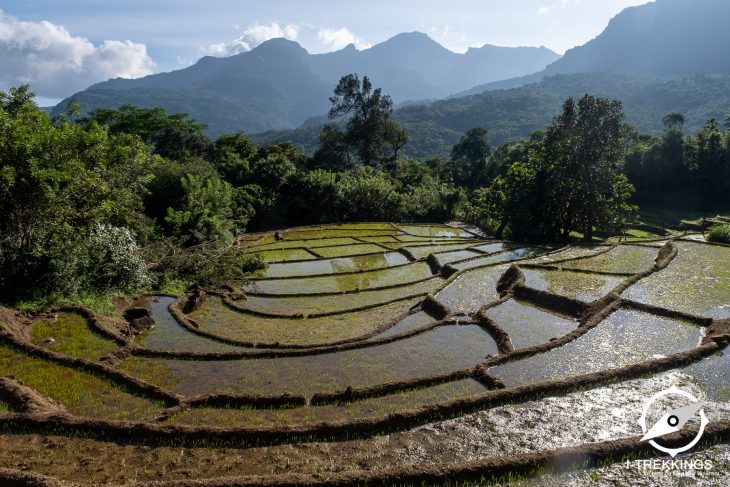 Randonnée dans les monts Knuckles au Sri Lanka