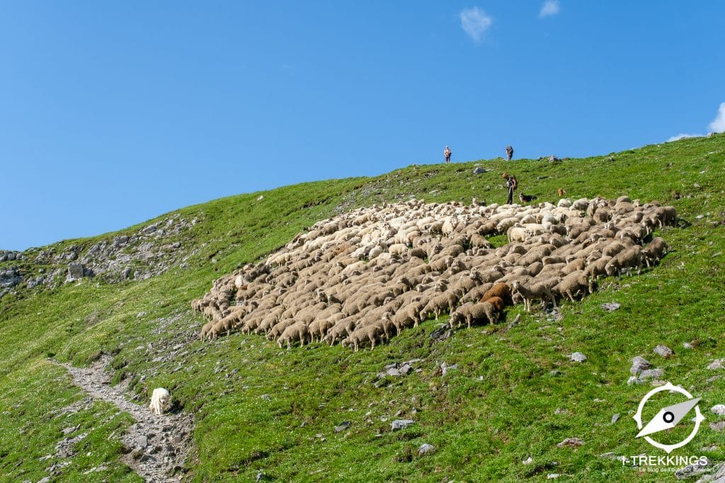 Troupeau de moutons