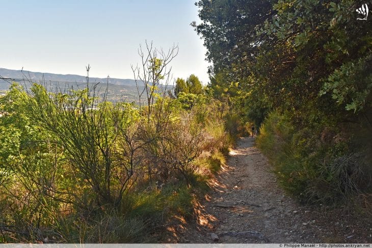 Colline de Pérreal (luberon)