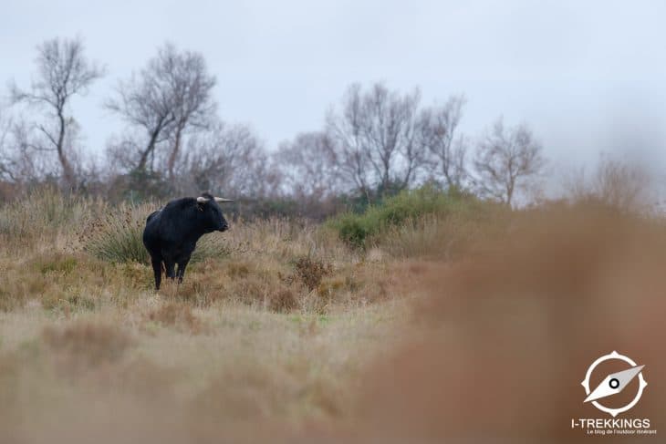 Taureau Camargue