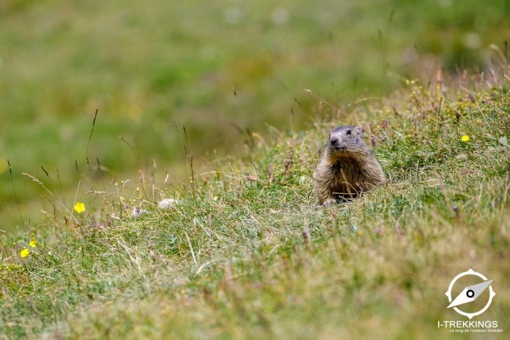 Marmotte, tour du Combeynot