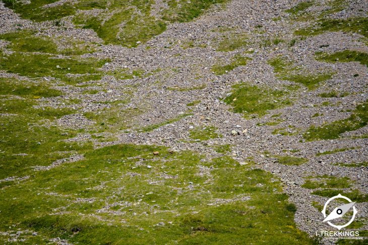 Chamois, tour du Combeynot