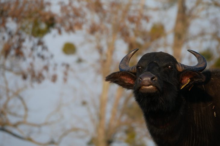 Bufle hongrie, Randonnée en Transdanubie