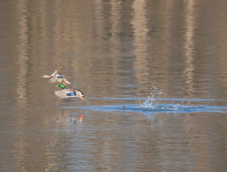 Canard sur le Danube, Randonnée en Transdanubie