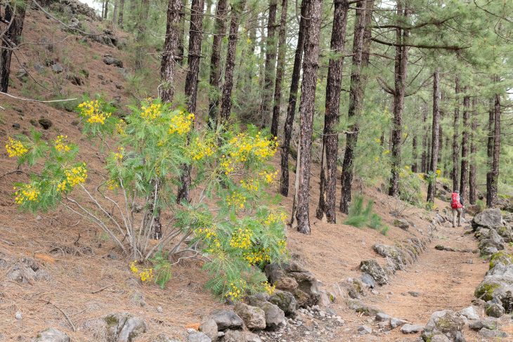 Grande traversée de Tenerife à pied par le Latitud Tenerife