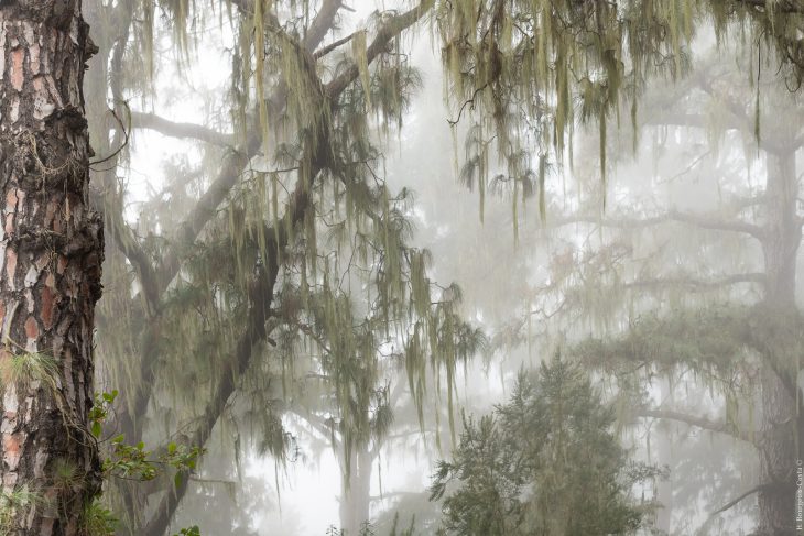 Latitud Tenerife, dans la forêt des nuages