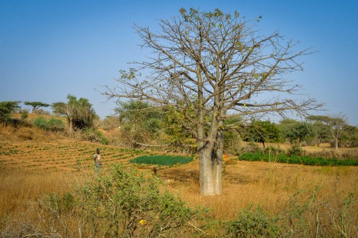 Méharée au Sénégal