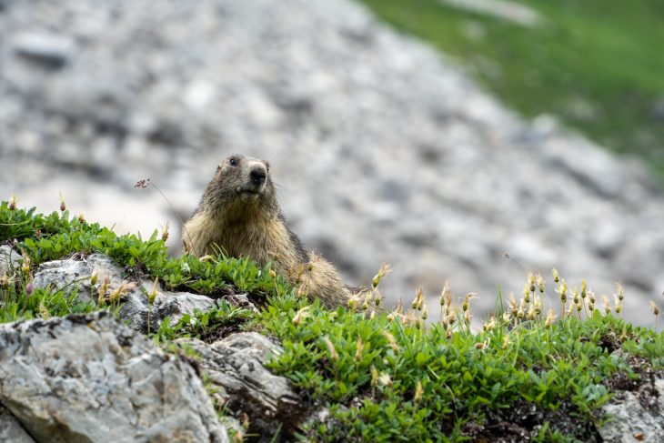 Tour des glaciers de la Vanoise en bivouac : marmotte