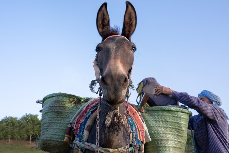 Mule sur la traversée de l'Atlas