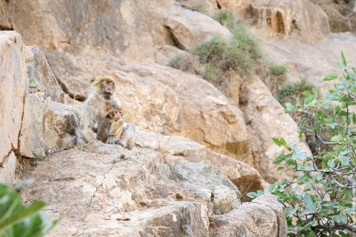 Macaques de l'Atlas